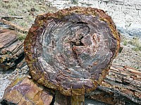 Giant logs FP (16).JPG
